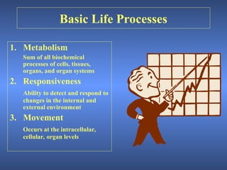 homeostasis feedback.ppt Thermal Regulation | PPT