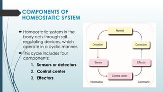 Homeostasis FULL (1 PROF).pptx full body regulation | PPTX