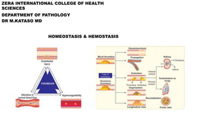 ZERA INTERNATIONAL COLLEGE OF HEALTH
SCIENCES
DEPARTMENT OF PATHOLOGY
DR M.KATASO MD
HOMEOSTASIS & HEMOSTASIS
 