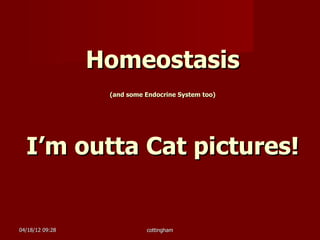 Homeostasis
                  (and some Endocrine System too)




  I’m outta Cat pictures!


04/18/12 09:28              cottingham
 