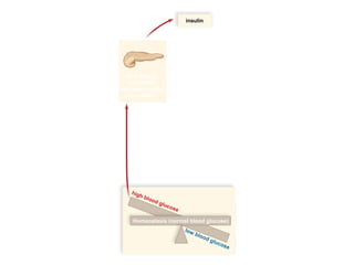 03/18/16 15:54 cottingham
Copyright © The McGraw-Hill Companies, Inc. Permission required for reproduction or display.
insulin
high blood glucose
low blood glucose
After eating,
pancreas
secretes insulin
into blood.
Homeostasis (normal blood glucose)
 