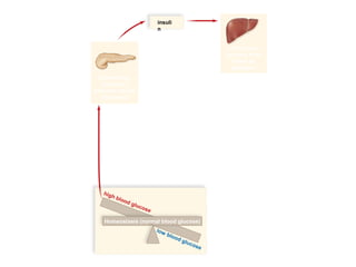 03/18/16 15:54 cottingham
Copyright © The McGraw-Hill Companies, Inc. Permission required for reproduction or display.
insuli
n
high blood glucose
low blood glucose
After eating,
pancreas
secretes insulin
into blood.
Homeostasis (normal blood glucose)
Liver stores
glucose from
blood as
glycogen.
 