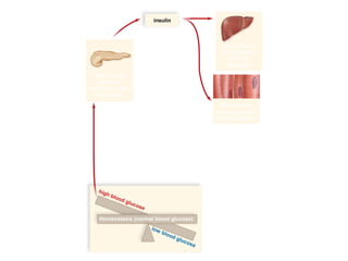 03/18/16 15:54 cottingham
Copyright © The McGraw-Hill Companies, Inc. Permission required for reproduction or display.
insulin
high blood glucose
low blood glucose
After eating,
pancreas
secretes insulin
into blood.
Muscle cells
store glycogen
and build protein.
Homeostasis (normal blood glucose)
Liver stores
glucose from
blood as
glycogen.
 