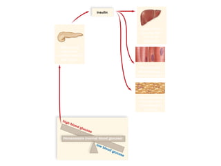 03/18/16 15:54 cottingham
Copyright © The McGraw-Hill Companies, Inc. Permission required for reproduction or display.
insulin
high blood glucose
low blood glucose
After eating,
pancreas
secretes insulin
into blood.
Muscle cells
store glycogen
and build protein.
Adipose tissue
uses glucose
from blood to
form fat.
Homeostasis (normal blood glucose)
Liver stores
glucose from
blood as
glycogen.
 