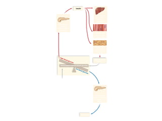 03/18/16 15:54 cottingham
Copyright © The McGraw-Hill Companies, Inc. Permission required for reproduction or display.
insulin
high blood glucose
low blood glucose
After eating,
pancreas
secretes insulin
into blood.
Muscle cells
store glycogen
and build protein.
Adipose tissue
uses glucose
from blood to
form fat.
Before eating,
pancreas secretes
glucagon into
blood.
glucagon
Homeostasis (normal blood glucose)
Glucose level
drops.
Liver stores
glucose from
blood as
glycogen.
 