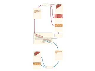 03/18/16 15:54 cottingham
Copyright © The McGraw-Hill Companies, Inc. Permission required for reproduction or display.
insulin
high blood glucose
low blood glucose
After eating,
pancreas
secretes insulin
into blood.
Before eating,
pancreas secretes
glucagon into
blood.
glucagon
Liver breaks
Down glycogen
to glucose.
Glucose enters
blood.
Adipose tissue
breaks downfat.
Homeostasis (normal blood glucose)
Glucose level
drops.
Muscle cells
store glycogen
and build protein.
Adipose tissue
uses glucose
from blood to
form fat.
Liver stores
glucose from
blood as
glycogen.
 
