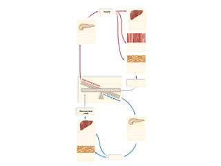 03/18/16 15:54 cottingham
Copyright © The McGraw-Hill Companies, Inc. Permission required for reproduction or display.
insulin
Glucose level
rises.
high blood glucose
low blood glucose
After eating,
pancreas
secretes insulin
into blood.
Before eating,
pancreas secretes
glucagon into
blood.
glucagon
Liver breaks
Down glycogen
to glucose.
Glucose enters
blood.
Adipose tissue
breaks downfat.
Homeostasis (normal blood glucose)
Glucose level
drops.
Muscle cells
store glycogen
and build protein.
Adipose tissue
uses glucose
from blood to
form fat.
Liver stores
glucose from
blood as
glycogen.
 
