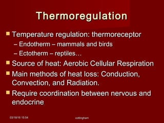 03/18/1603/18/16 15:5415:54 cottinghamcottingham
ThermoregulationThermoregulation
 Temperature regulation: thermoreceptorTemperature regulation: thermoreceptor
– Endotherm – mammals and birdsEndotherm – mammals and birds
– Ectotherm – reptiles…Ectotherm – reptiles…
 Source of heat: Aerobic Cellular RespirationSource of heat: Aerobic Cellular Respiration
 Main methods of heat loss: Conduction,Main methods of heat loss: Conduction,
Convection, and Radiation.Convection, and Radiation.
 Require coordination between nervous andRequire coordination between nervous and
endocrineendocrine
 
