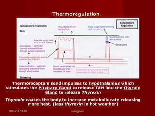 03/18/1603/18/16 15:5415:54 cottinghamcottingham
ThermoregulationThermoregulation
Thermoreceptors send impulses to hypothalamus which
stimulates the Pituitary Gland to release TSH into the Thyroid
Gland to release Thyroxin
Thyroxin causes the body to increase metabolic rate releasing
more heat. (less thyroxin in hot weather)
 