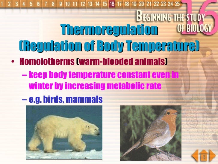 Homeostasis In Mammals Ar