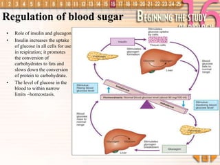 Homeostasis in mammals__igcse | PPT