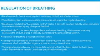 homeostatic mechanisms for regulation of breathing rate