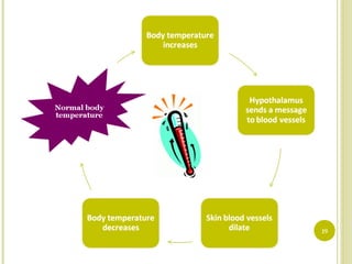 Homeostasis In Body Homeostasis of the body | PPT