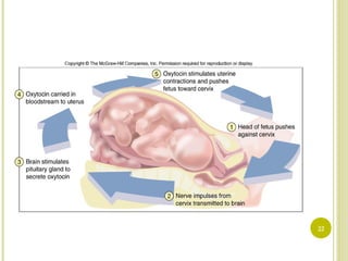 Homeostasis In Body Homeostasis of the body | PPT