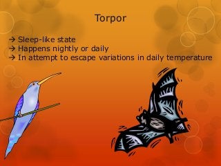 Torpor

 Sleep-like state
 Happens nightly or daily
 In attempt to escape variations in daily temperature
 