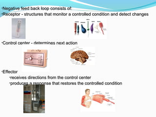 •Negative feed back loop consists of:Negative feed back loop consists of:
•Receptor - structures that monitor a controlled condition and detect changesReceptor - structures that monitor a controlled condition and detect changes
•Control center - determines next actionControl center - determines next action
•EffectorEffector
•receives directions from the control centerreceives directions from the control center
•produces a response that restores the controlled conditionproduces a response that restores the controlled condition
 