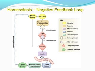 Homeostasis – Negative Feedback LoopHomeostasis – Negative Feedback Loop
 