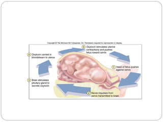 Homeostasis PPT humana anatomy and physiology | PPT
