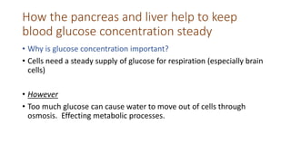 How the pancreas and liver help to keep
blood glucose concentration steady
• Why is glucose concentration important?
• Cells need a steady supply of glucose for respiration (especially brain
cells)
• However
• Too much glucose can cause water to move out of cells through
osmosis. Effecting metabolic processes.
 