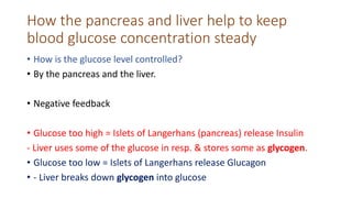 How the pancreas and liver help to keep
blood glucose concentration steady
• How is the glucose level controlled?
• By the pancreas and the liver.
• Negative feedback
• Glucose too high = Islets of Langerhans (pancreas) release Insulin
- Liver uses some of the glucose in resp. & stores some as glycogen.
• Glucose too low = Islets of Langerhans release Glucagon
• - Liver breaks down glycogen into glucose
 