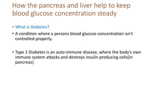 How the pancreas and liver help to keep
blood glucose concentration steady
• What is Diabetes?
• A condition where a persons blood glucose concentration isn't
controlled properly.
• Type 1 Diabetes is an auto-immune disease, where the body's own
immune system attacks and destroys insulin producing cells(in
pancreas)
 