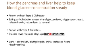 How the pancreas and liver help to keep
blood glucose concentration steady
• Person without Type 1 Diabetes:-
• Eating carbohydrates causes rise of glucose level, triggers pancreas to
release Insulin, return level to normal.
• Person with Type 1 Diabetes:-
• Glucose level rises and stays up (HYPERGLYCAEMIA)
• Signs – dry mouth, blurred vision, thirst, increased heart
rate/breathing
 