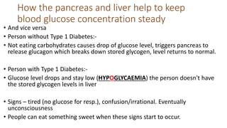 How the pancreas and liver help to keep
blood glucose concentration steady
• And vice versa
• Person without Type 1 Diabetes:-
• Not eating carbohydrates causes drop of glucose level, triggers pancreas to
release glucagon which breaks down stored glycogen, level returns to normal.
• Person with Type 1 Diabetes:-
• Glucose level drops and stay low (HYPOGLYCAEMIA) the person doesn't have
the stored glycogen levels in liver
• Signs – tired (no glucose for resp.), confusion/irrational. Eventually
unconsciousness
• People can eat something sweet when these signs start to occur.
 