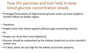 How the pancreas and liver help to keep
blood glucose concentration steady
• Prolonged fluctuations of high and low glucose levels can have longterm
harmful effects on bodily organs.
• Therefore
• People check their blood regularly (blood sugar monitoring device)
• Or
• People can check their urine (dipsticks)
• Glucose should be reabsorbed by the kidneys (nephron) so urine shouldn't
contain any.
• If it does, levels are too high for the kidney to function properly.
 