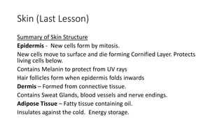 Skin (Last Lesson)
Summary of Skin Structure
Epidermis - New cells form by mitosis.
New cells move to surface and die forming Cornified Layer. Protects
living cells below.
Contains Melanin to protect from UV rays
Hair follicles form when epidermis folds inwards
Dermis – Formed from connective tissue.
Contains Sweat Glands, blood vessels and nerve endings.
Adipose Tissue – Fatty tissue containing oil.
Insulates against the cold. Energy storage.
 
