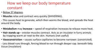 How we keep our body temperature
constant
• Below 37 degrees
• Muscles relax and contract very quickly (SHIVERING).
- This causes heat to generate, which then warms the blood, and spreads the heat
around the body.
• Metabolism may increase – speed of respiration increases to release more heat.
• Hair stands up – erector muscles contract. Acts as an insulator in furry animals
by trapping warm air next to the skin. Humans (not useful)
• Vasoconstriction – causes surface capillaries to become narrower. (constricted).
- Less blood runs through, forcing blood to run through deeper cap. beneath fatty
tissue (insulation)
 