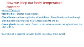 How we keep our body temperature
constant
• Above 37 degrees
• Hair lies flat – erector muscles relax.
• Vasodilation – surface capillaries widen (dilate). More blood can flow through.
- Blood is near the surface so heat is lost easily into the air.
• Sweat glands secrete sweat. Sweat on hot skin evaporates taking heat from the
skin with it.
• More blood is supplied to sweat glands to produce more sweat.
 