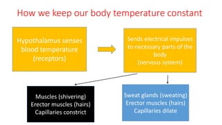 How we keep our body temperature constant
Hypothalamus senses
blood temperature
(receptors)
Sends electrical impulses
to necessary parts of the
body
(nervous system)
Muscles (shivering)
Erector muscles (hairs)
Capillaries constrict
Sweat glands (sweating)
Erector muscles (hairs)
Capillaries dilate
 