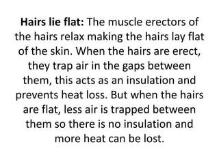 Hairs lie flat: The muscle erectors of
the hairs relax making the hairs lay flat
of the skin. When the hairs are erect,
they trap air in the gaps between
them, this acts as an insulation and
prevents heat loss. But when the hairs
are flat, less air is trapped between
them so there is no insulation and
more heat can be lost.
 