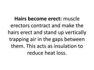 Hairs become erect: muscle
erectors contract and make the
hairs erect and stand up vertically
trapping air in the gaps between
them. This acts as insulation to
reduce heat loss.
 