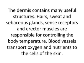 The dermis contains many useful
structures. Hairs, sweat and
sebaceous glands, sense receptors
and erector muscles are
responsible for controlling the
body temperature. Blood vessels
transport oxygen and nutrients to
the cells of the skin.
 