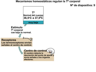 Receptores
Los termoreceptores envían
señales al centro de control.
muy baja
Tº
Normal del cuerpo
36,5o
C a 37,5ºC
Mecanismos homeostáticos regulan la Tº corporal
Nº de diapositiva: 9
Estímulo
Tº corporal
cae bajo la normal.
Centro de control
El cerebro detecta la
desviación del punto de ajuste y
envía señales a los órganos
efectores.
 