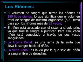 Los Riñones: El volumen de sangre que filtran los riñones es  180 litros diarios , lo que significa que el volumen total de sangre de nuestro organismo (5,5 litros) pasa por los riñones más de  32 veces . El riñón está asociado con el sistema circulatorio, ya que trae la sangre a purificar. Para ello, cada riñón está conectado a través de dos vasos sanguíneos: La Arteria Renal:  es una rama de la aorta que lleva la sangre hacia el riñón. La Vena Renal:  es la vía por la que sale del riñón la sangre libre de desechos.  