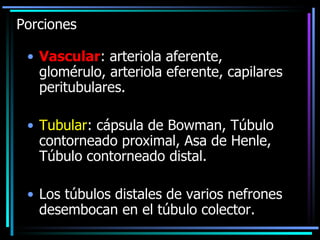 Porciones Vascular : arteriola aferente, glomérulo, arteriola eferente, capilares peritubulares. Tubular : cápsula de Bowman, Túbulo contorneado proximal, Asa de Henle, Túbulo contorneado distal. Los túbulos distales de varios nefrones desembocan en el túbulo colector. 