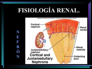FISIOLOGÍA RENAL. NEFRÓN 