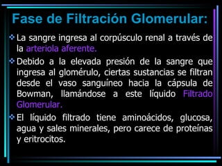 Fase de Filtración Glomerular: La sangre ingresa al corpúsculo renal a través de la  arteriola aferente.   Debido a la elevada presión de la sangre que ingresa al glomérulo, ciertas sustancias se filtran desde el vaso sanguíneo hacia la cápsula de Bowman, llamándose a este líquido  Filtrado Glomerular. El líquido filtrado tiene aminoácidos, glucosa, agua y sales minerales, pero carece de proteínas y eritrocitos.  