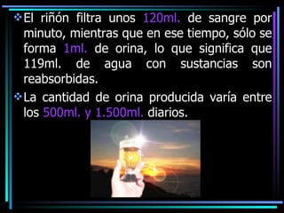 El riñón filtra unos  120ml.  de sangre por minuto, mientras que en ese tiempo, sólo se forma  1ml.  de orina, lo que significa que 119ml. de agua con sustancias son reabsorbidas.  La cantidad de orina producida varía entre los  500ml. y 1.500ml.  diarios. 