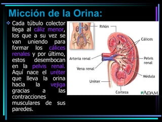 Micción de la Orina: Cada túbulo colector llega al  cáliz menor , los que a su vez se van uniendo para formar los  cálices renales  y por último, estos desembocan en la  pelvis renal.  Aquí nace el  uréter  que lleva la orina hacia la  vejiga  gracias a las contracciones musculares de sus paredes.  