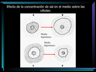 Efecto de la concentración de sal en el medio sobre las células: Medio hipotónico Medio hipertónico 