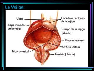 La Vejiga: 