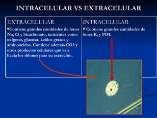 INTRACELULAR VS EXTRACELULAR
EXTRACELULAR                           INTRACELULAR
Contiene   grandes cantidades de iones  Contiene grandes cantidades de
Na, Cl y bicarbonato, nutrientes como iones K, y PO4.
oxígeno, glucosa, ácidos grasos y
aminoácidos. Contiene además CO2 y
otros productos celulares que van
hacia los riñones para su excreción.
 