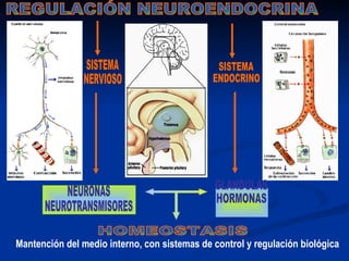 Mantención del medio interno, con sistemas de control y regulación biológica
 