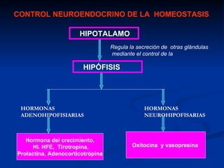 CONTROL NEUROENDOCRINO DE LA HOMEOSTASIS

                      HIPOTALAMO
                                  Regula la secreción de otras glándulas
                                  mediante el control de la

                       HIPÓFISIS




 HORMONAS                                      HORMONAS
 ADENOHIPOFISIARIAS                            NEUROHIPOFISARIAS



   Hormona del crecimiento,
     Hl. HFE, Tirotropina,                Oxitocina y vasopresina
Prolactina, Adenocorticotrópina
 