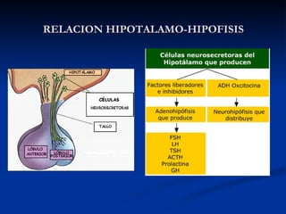 RELACION HIPOTALAMO-HIPOFISIS
 