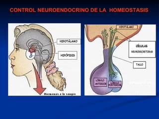 CONTROL NEUROENDOCRINO DE LA HOMEOSTASIS
 