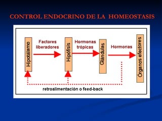 CONTROL ENDOCRINO DE LA HOMEOSTASIS
 